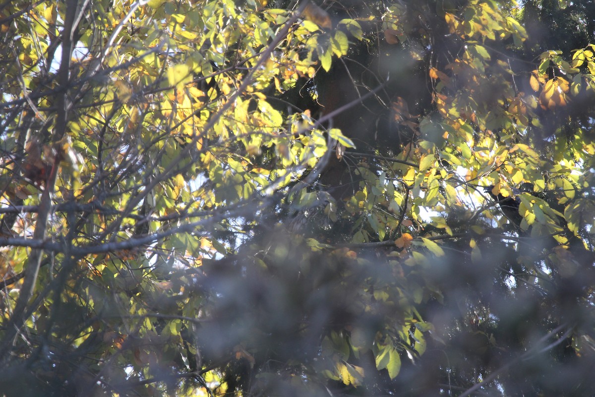 puštík bělavý - ML647884294