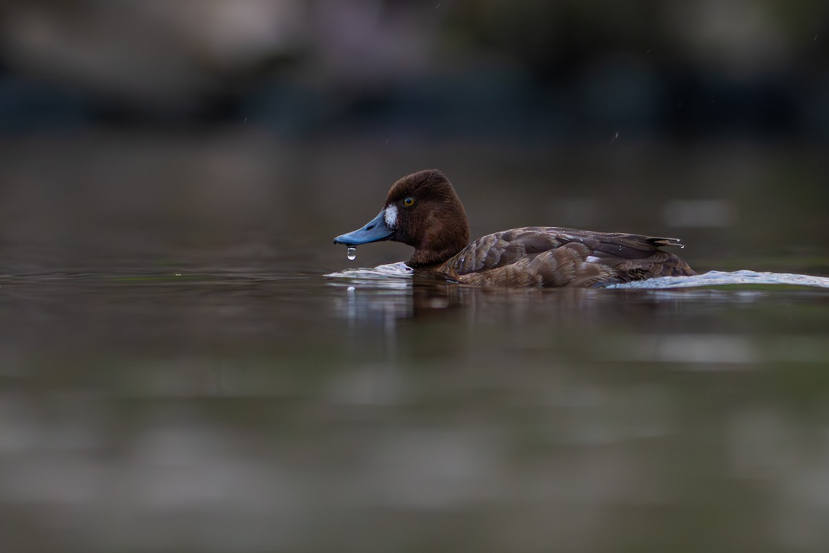 Kanadabergente - ML647884301