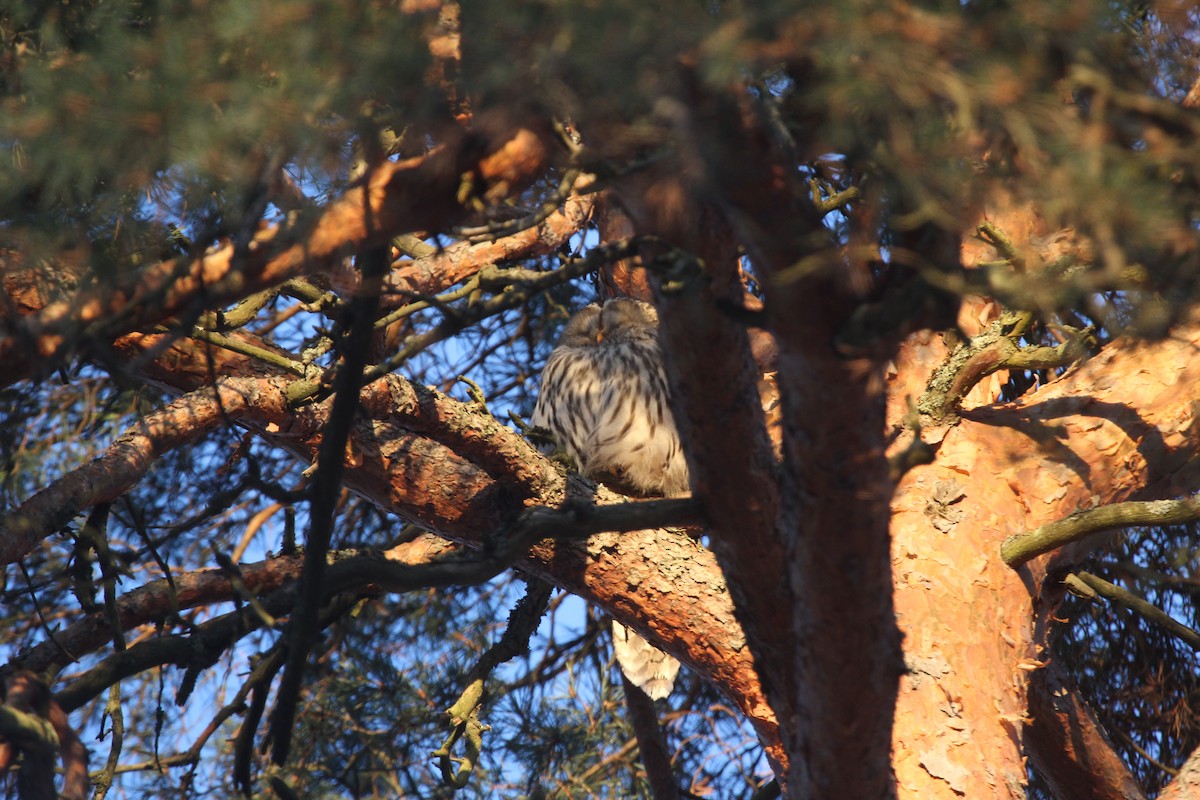 Habichtskauz - ML647884302