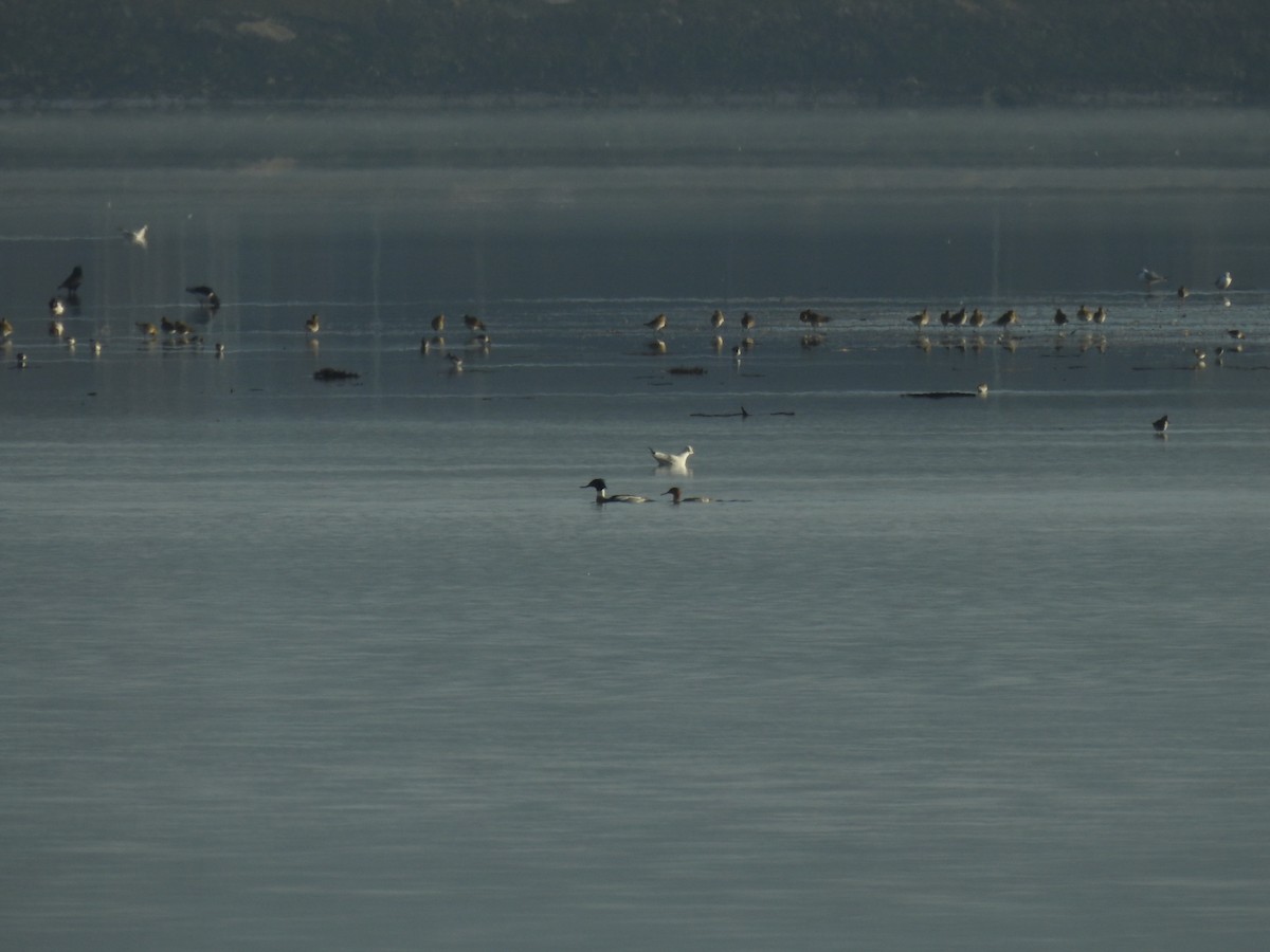 Mittelsäger - ML647884304