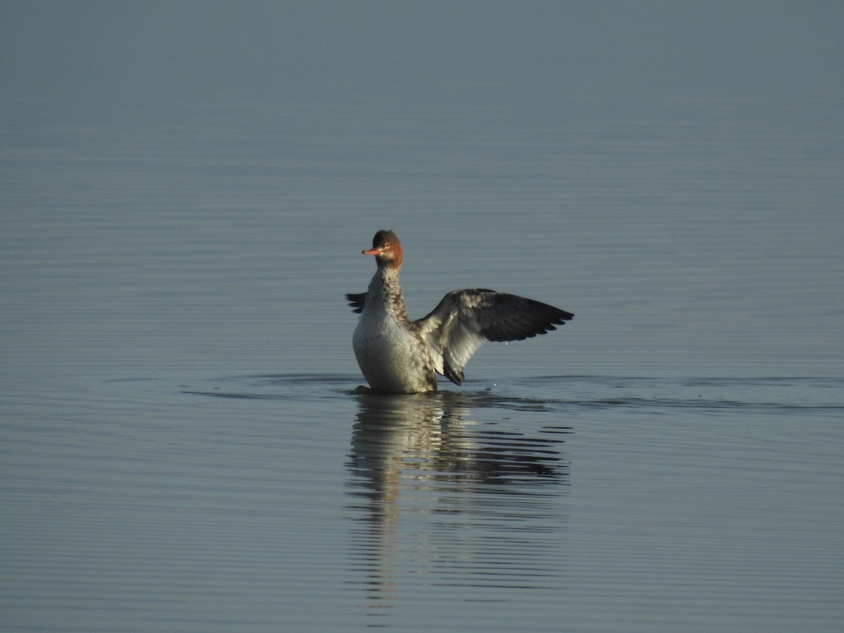 Mittelsäger - ML647884305