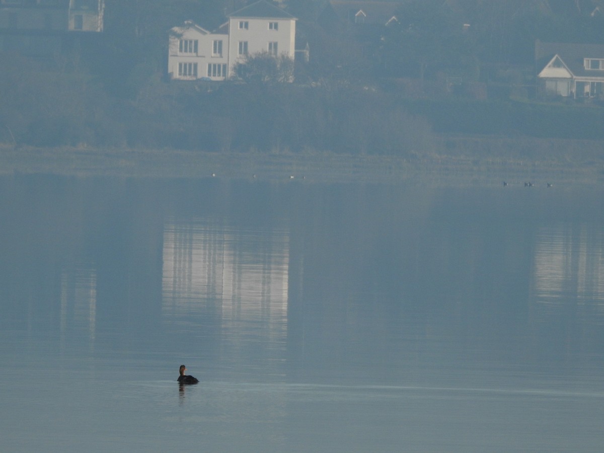 Mittelsäger - ML647884307