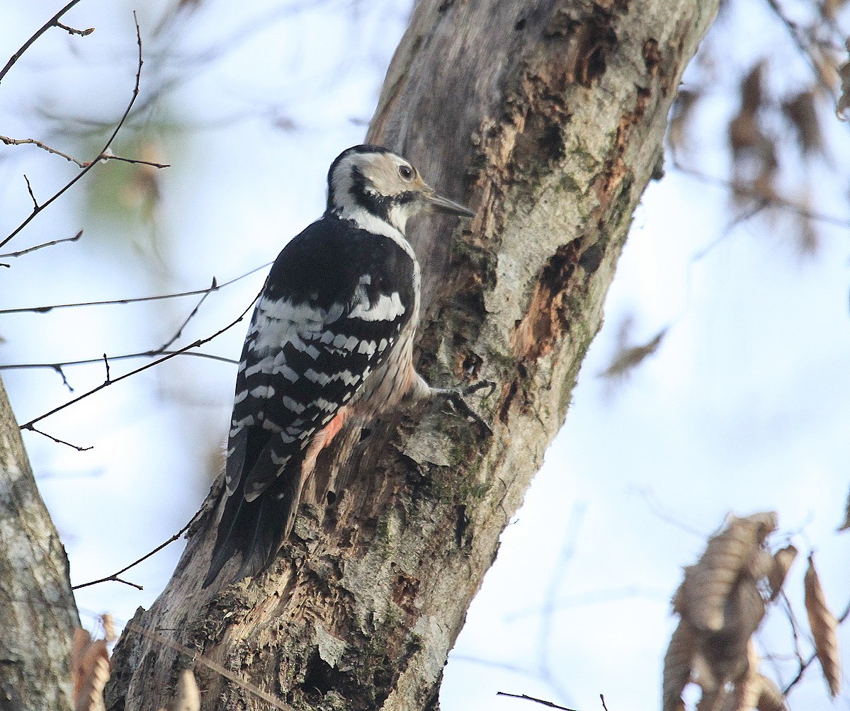 Weißrückenspecht - ML647884308