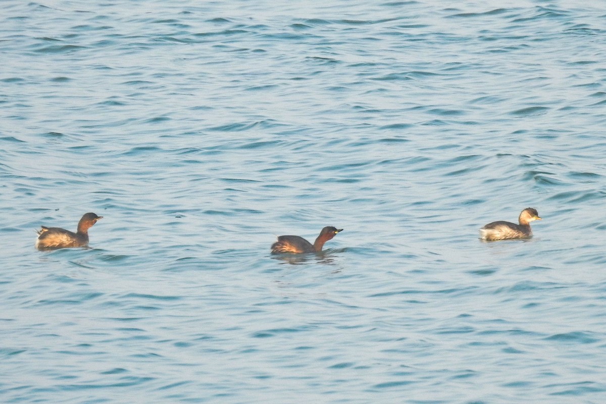 Zwergtaucher - ML647884309