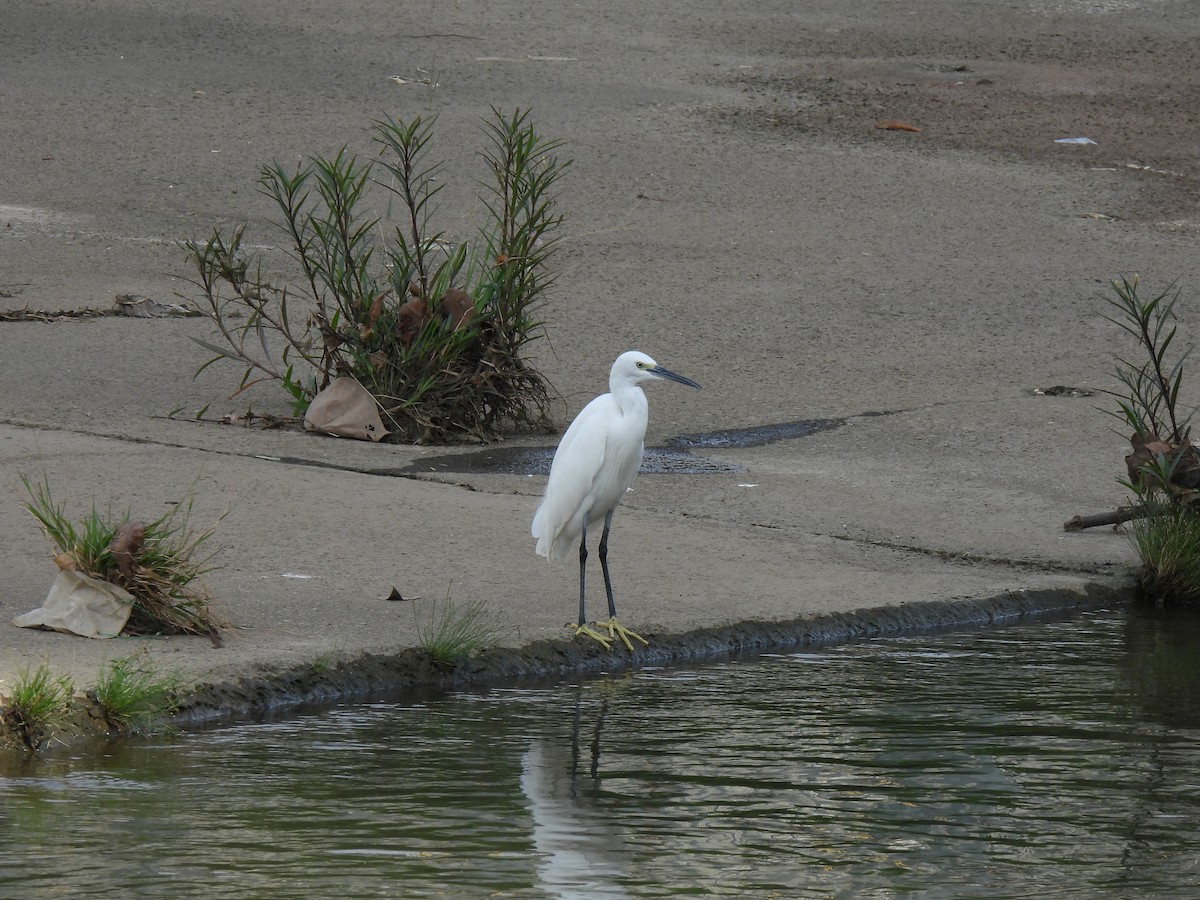 Seidenreiher - ML647884310