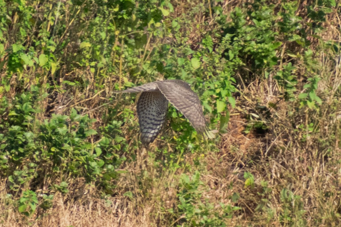 Sperber - ML647884314