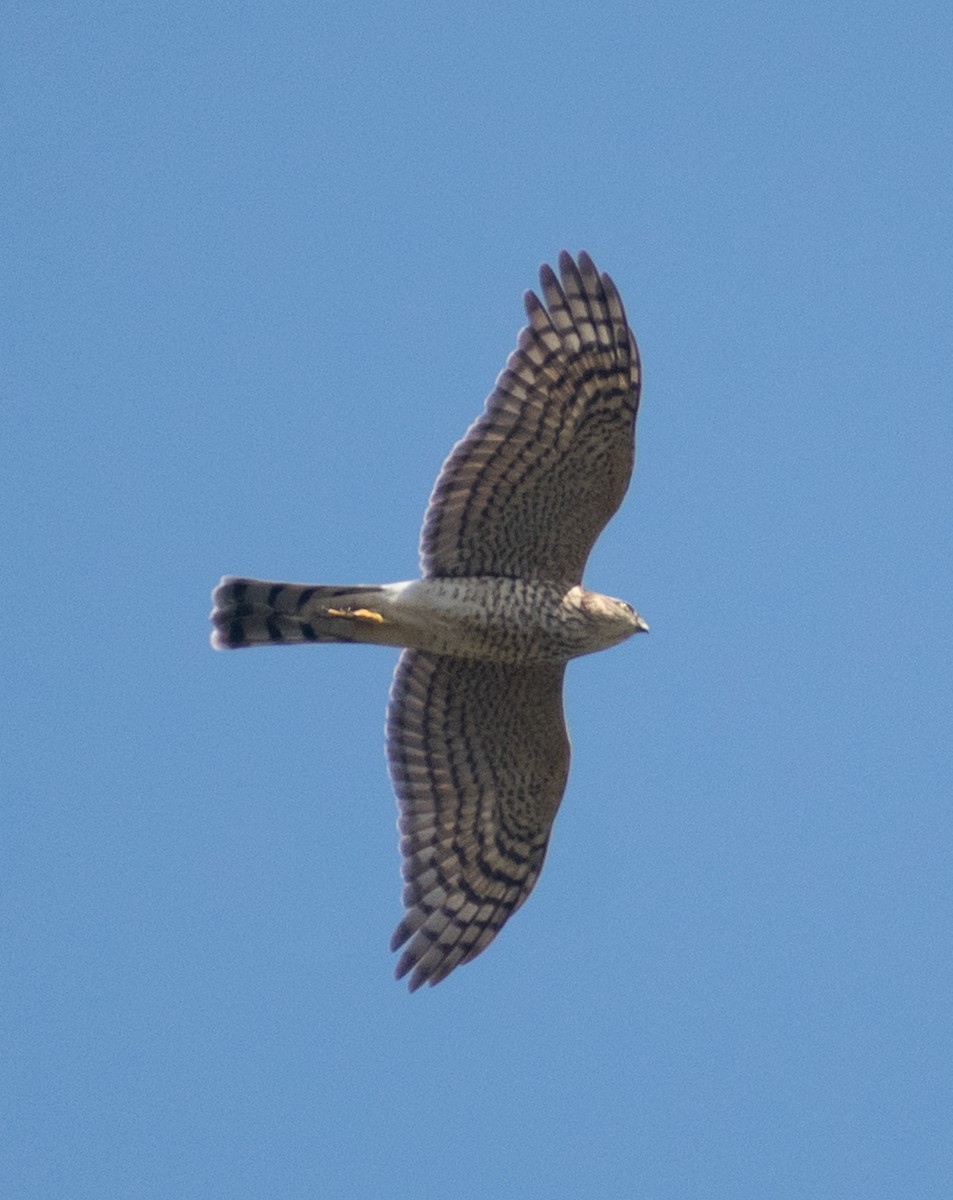 Sperber - ML647884315