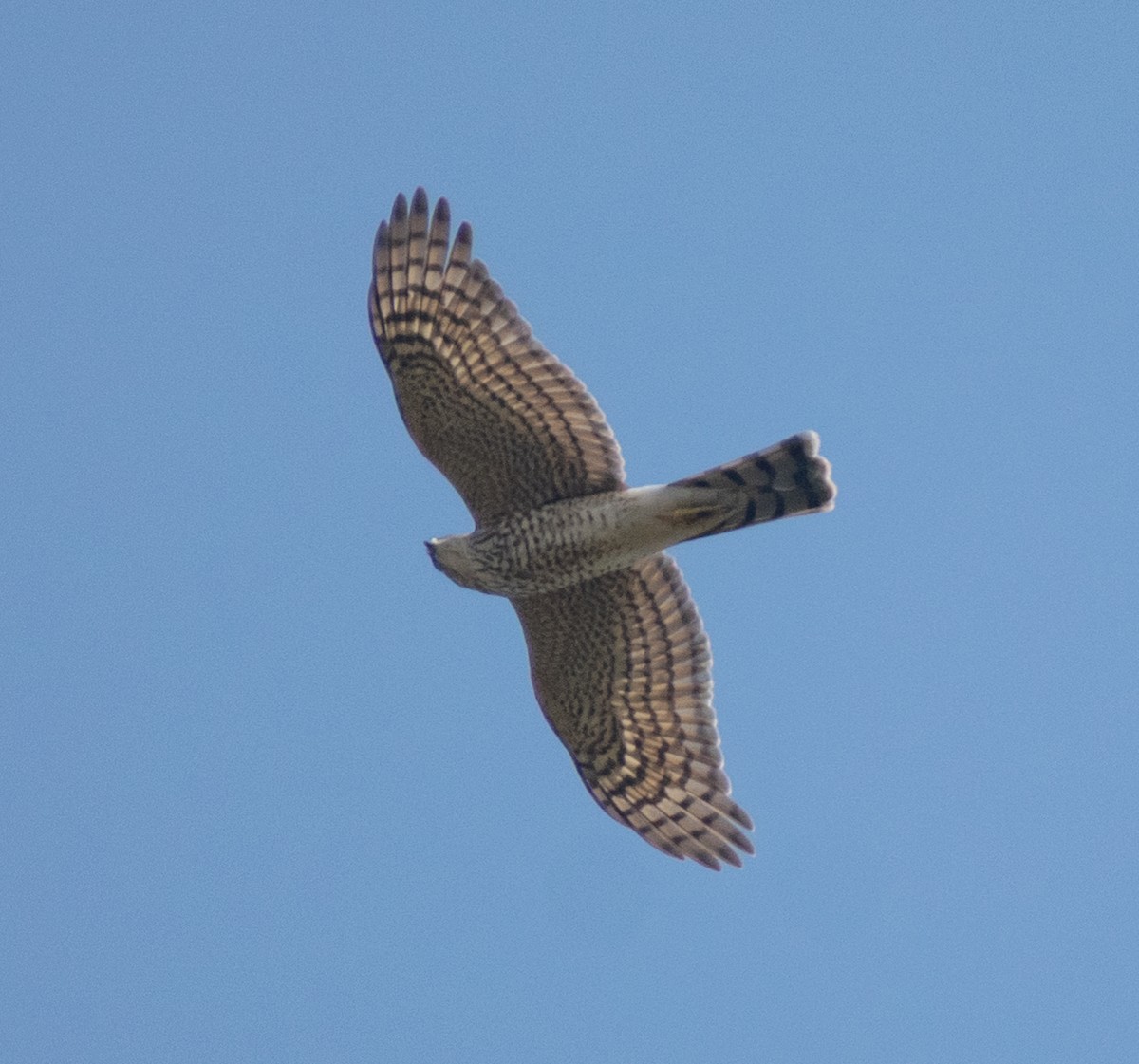 Sperber - ML647884316