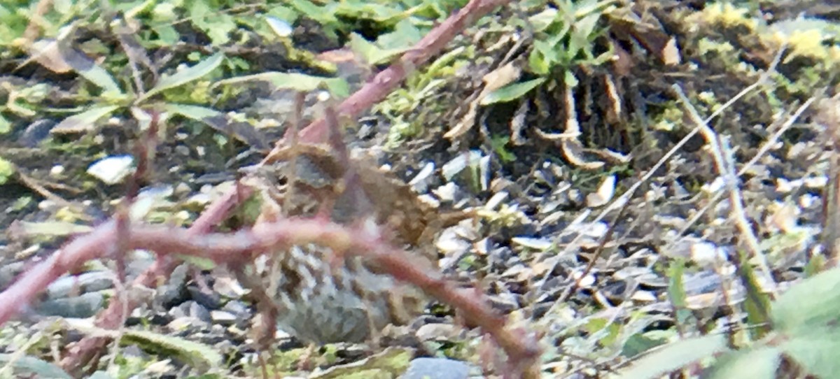 Singammer - ML647884317