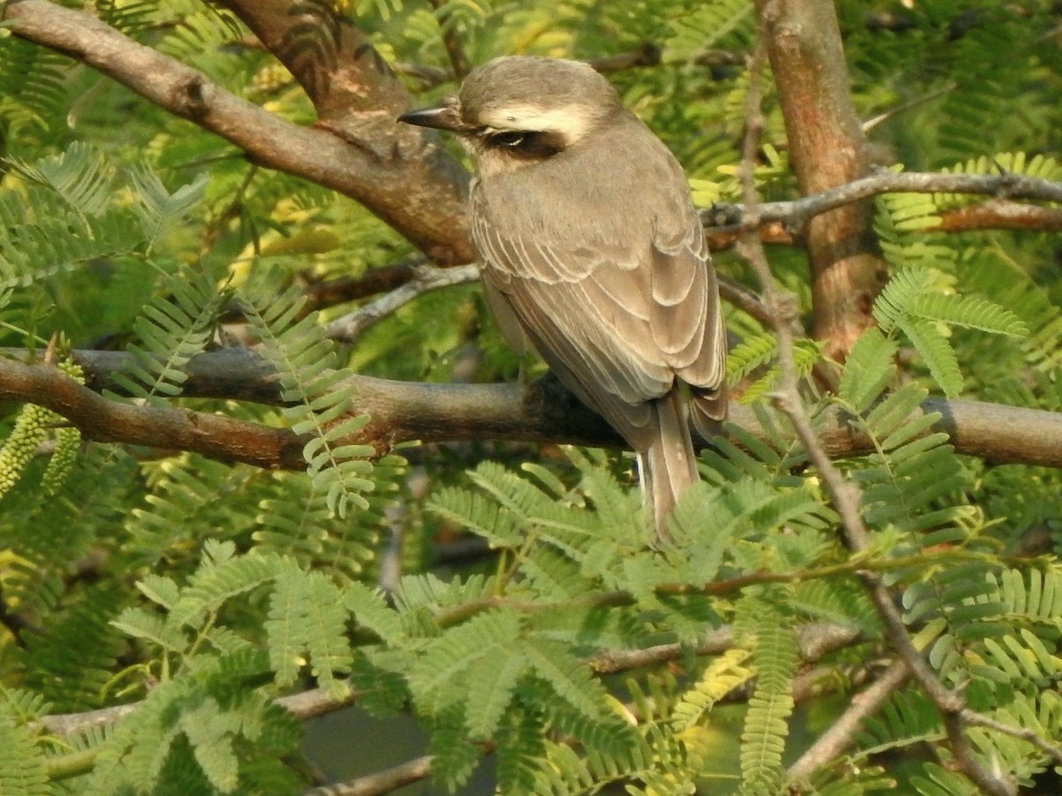 Indienvanga - ML647884320