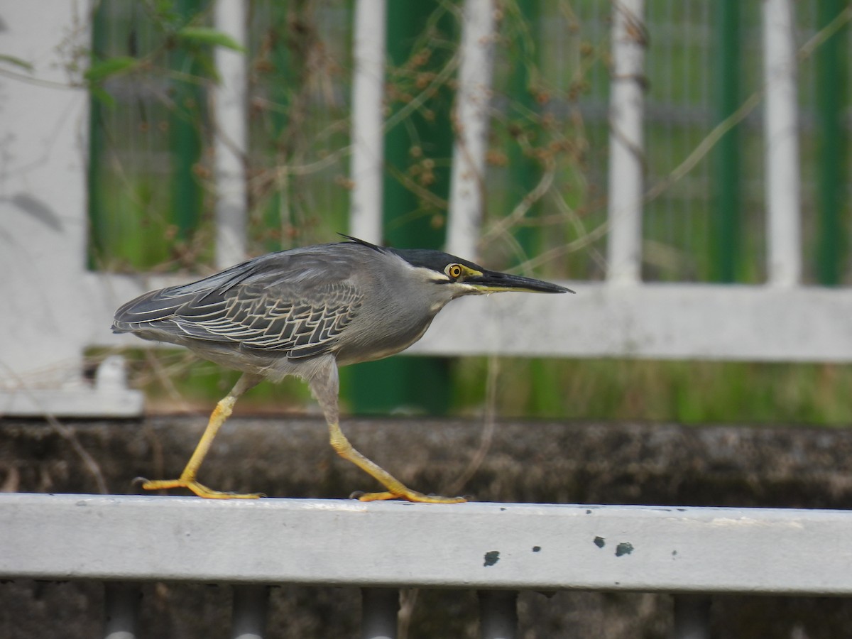 Little Heron - ML647884325