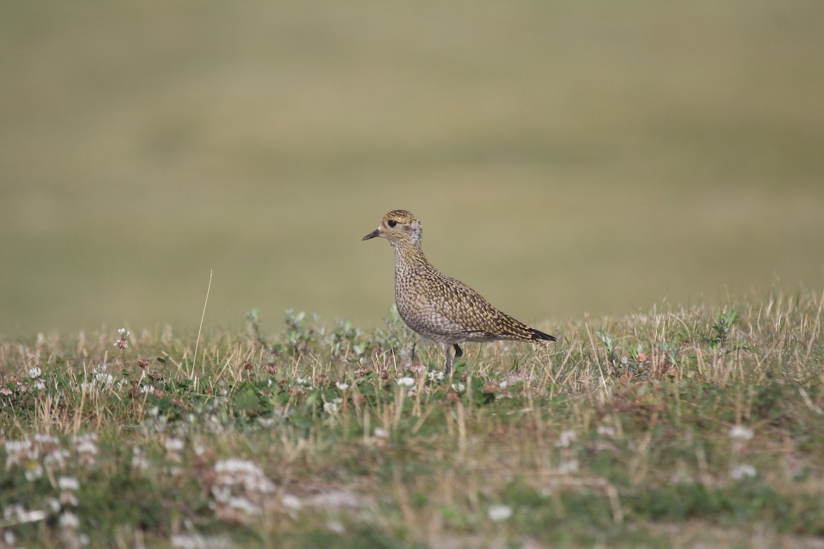 Goldregenpfeifer - ML647884327