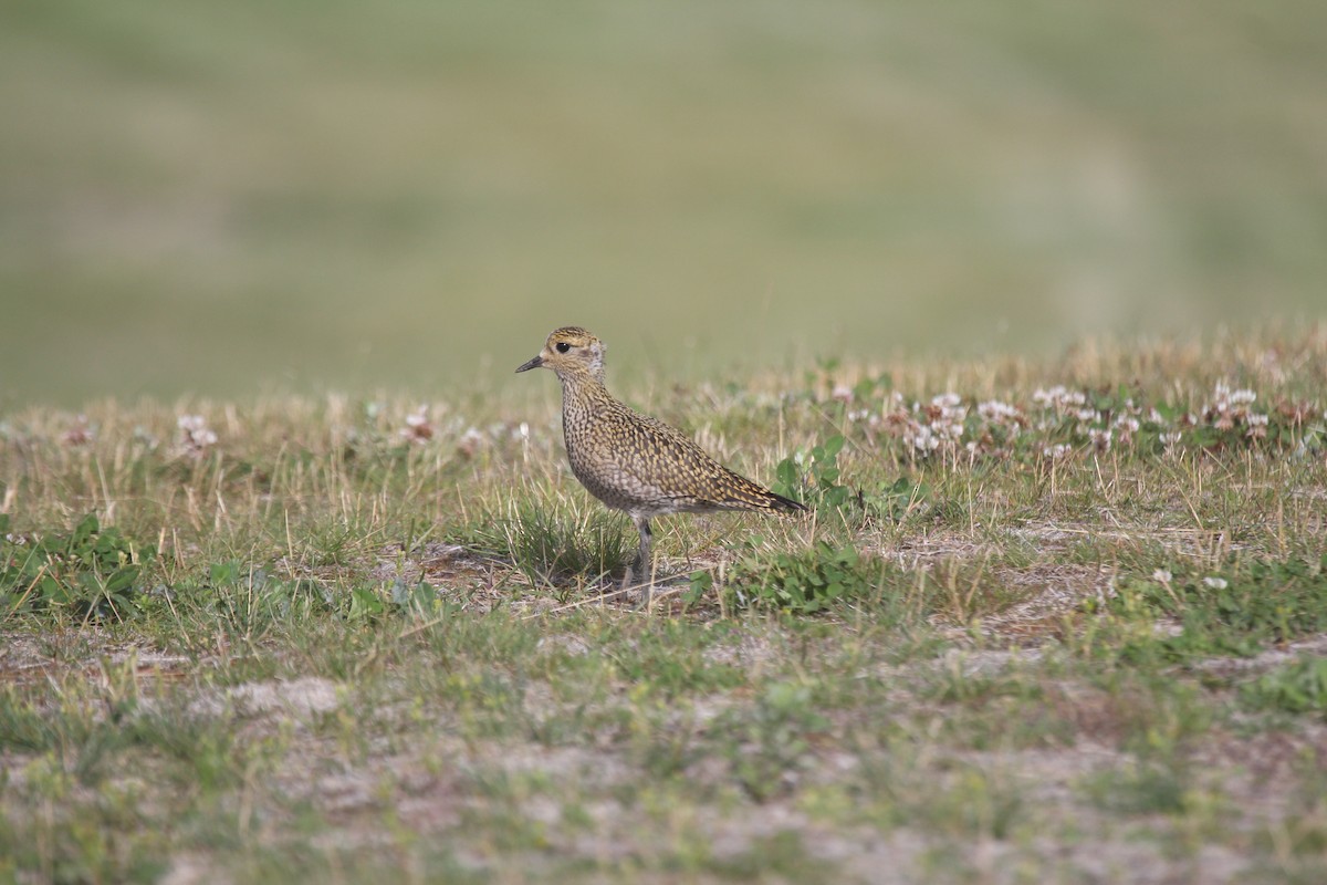 Goldregenpfeifer - ML647884328