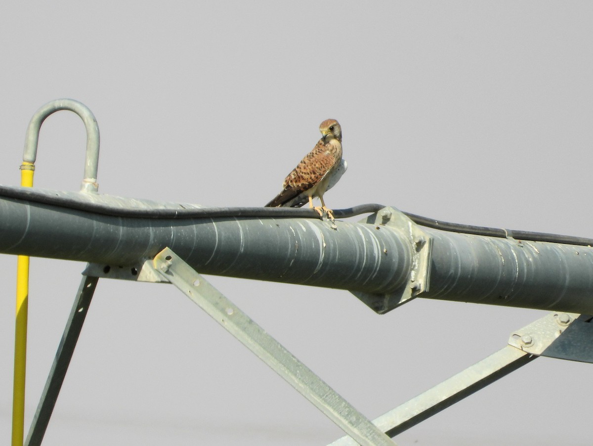 Turmfalke - ML647884330