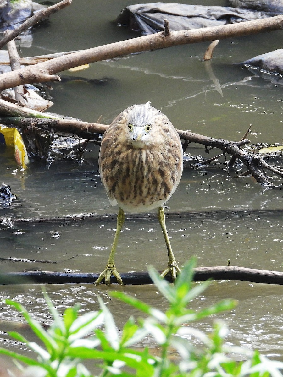 Paddyreiher - ML647884332