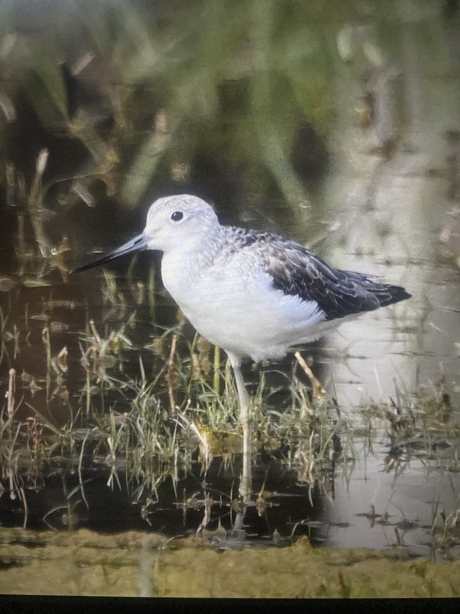 Grünschenkel - ML647884333