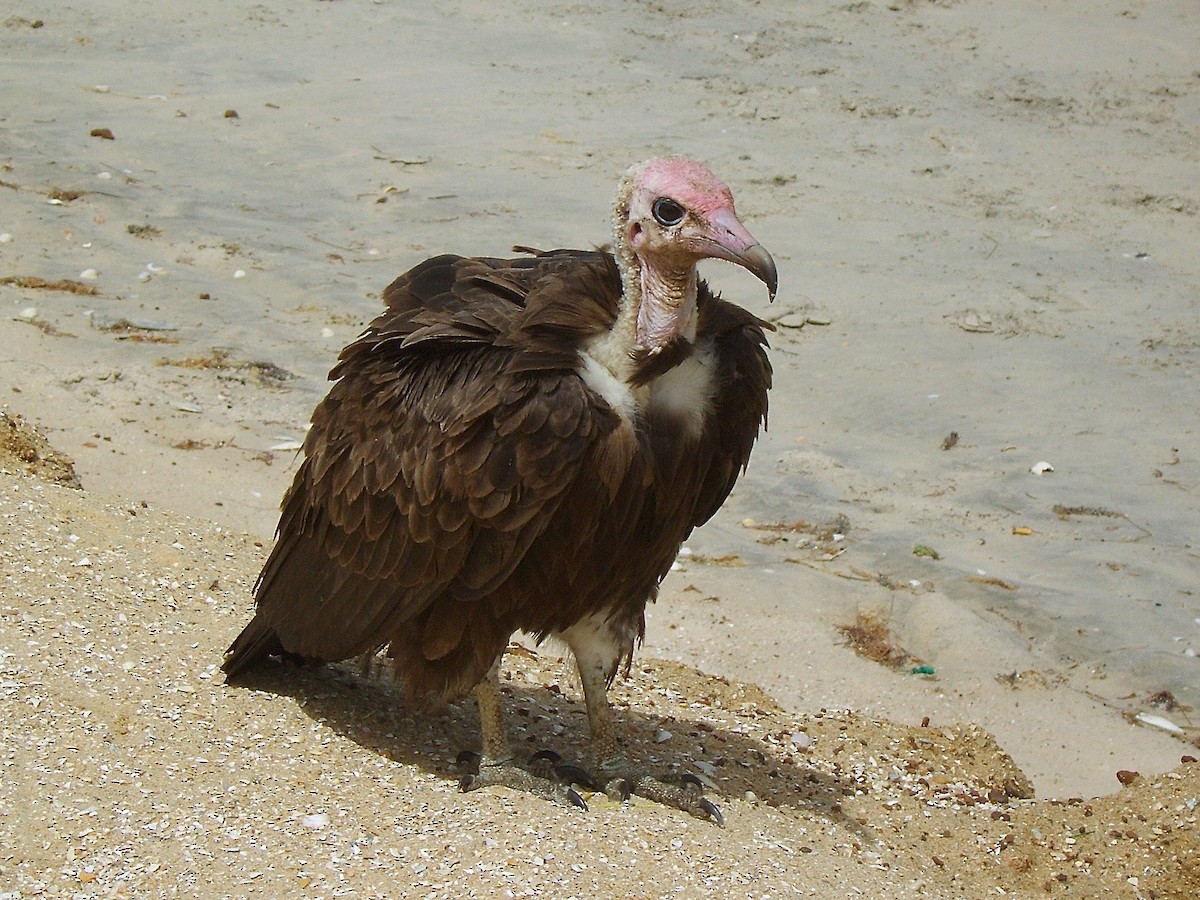 Kappengeier - ML647884335