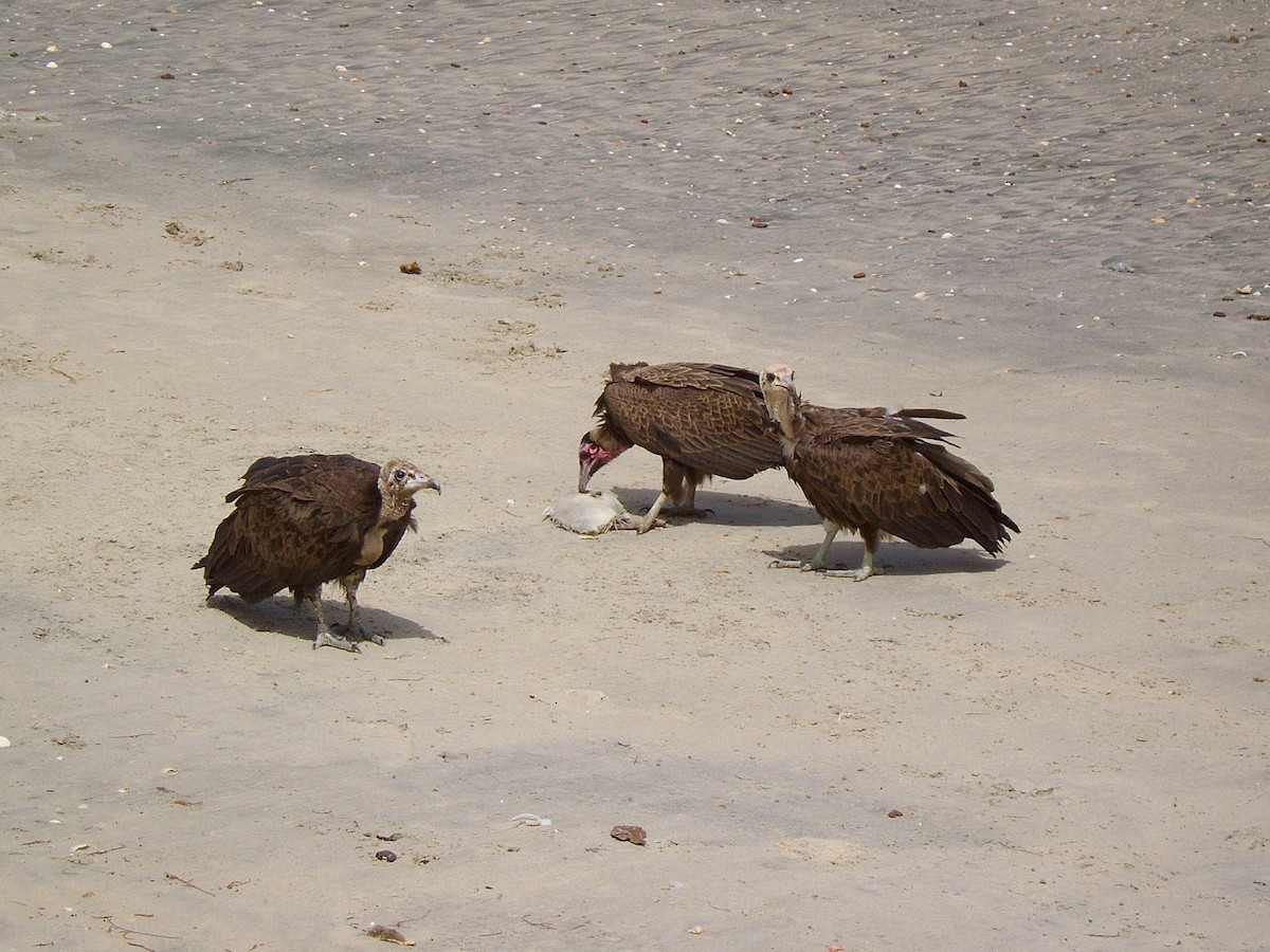 Kappengeier - ML647884336