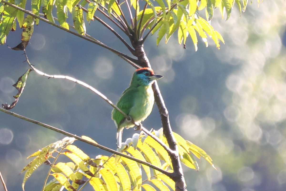 Blauwangen-Bartvogel (asiaticus) - ML647884337