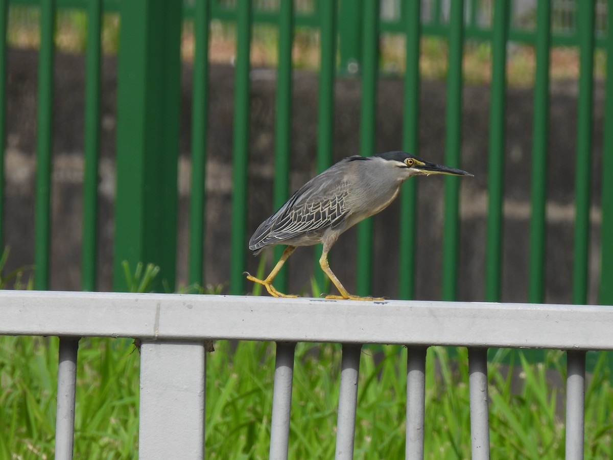 Little Heron - ML647884338