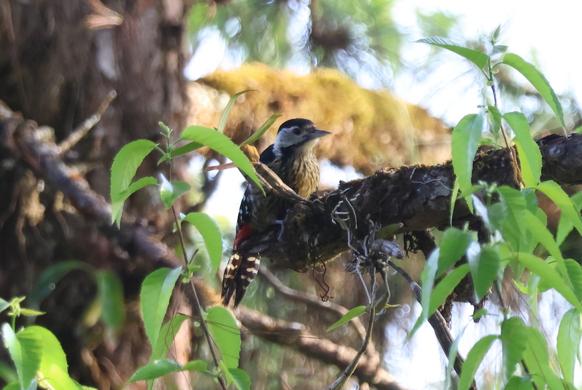 Streifenbrustspecht - ML647884339