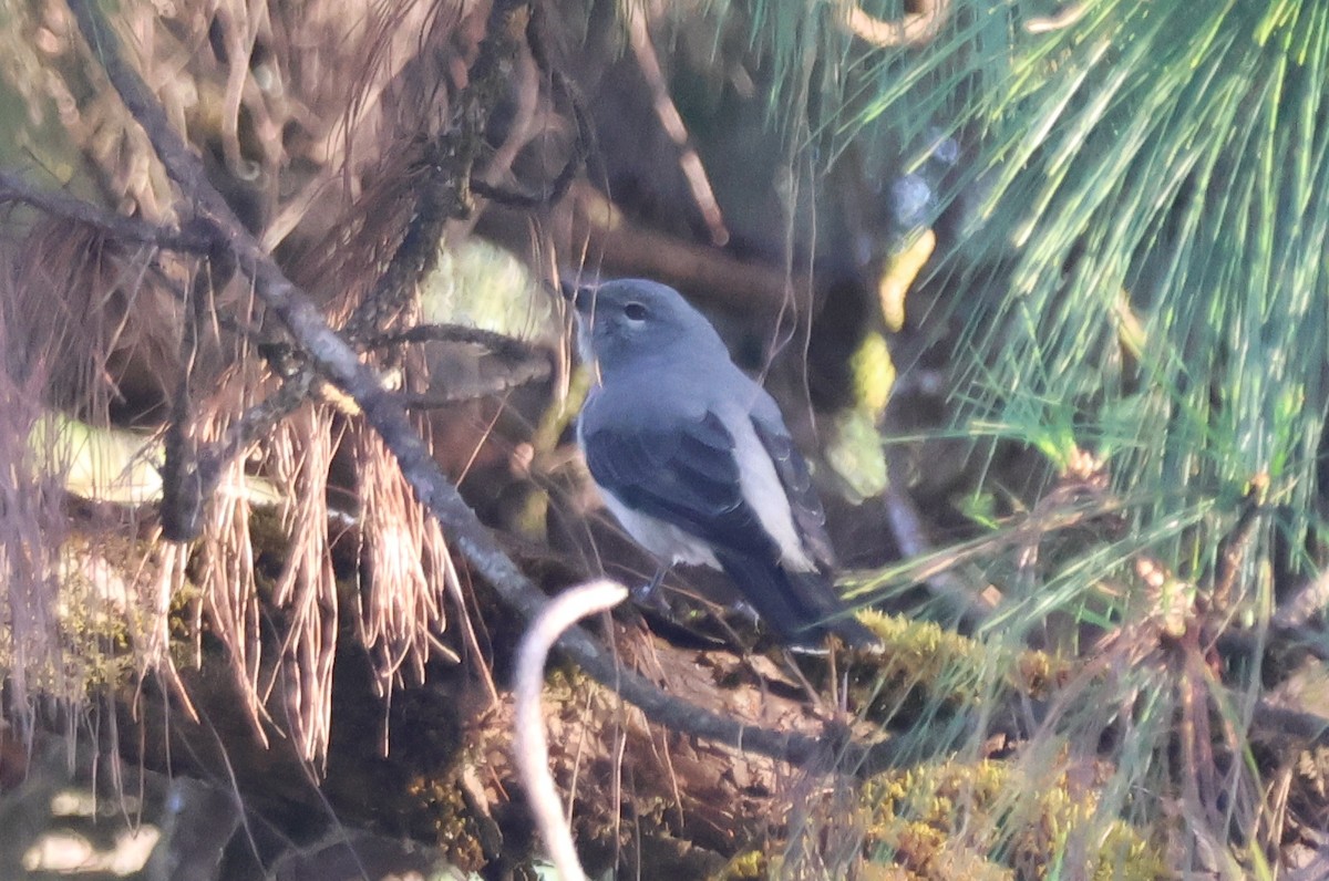 Trauerraupenfänger - ML647884340