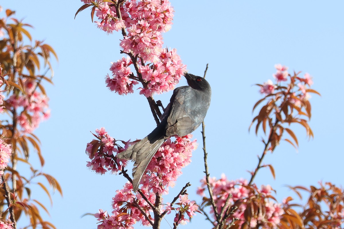 Graudrongo [leucophaeus-Gruppe] - ML647884341