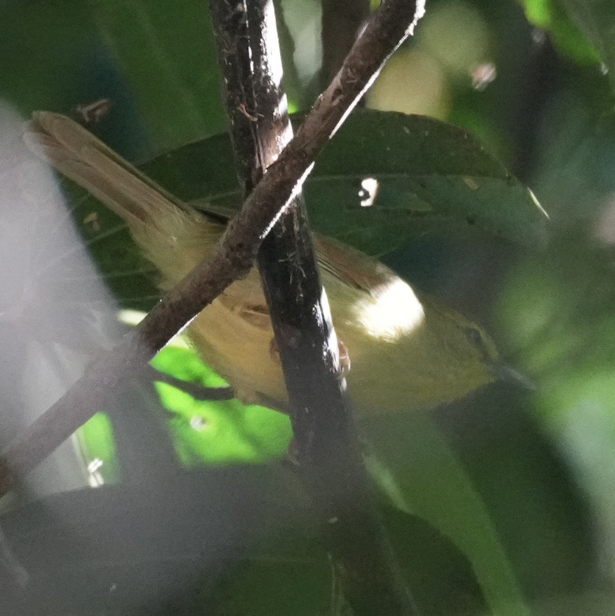 Pin-striped Tit-Babbler - ML647884365