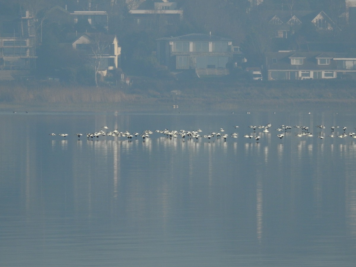 Abozeta kaskabeltza - ML647884370