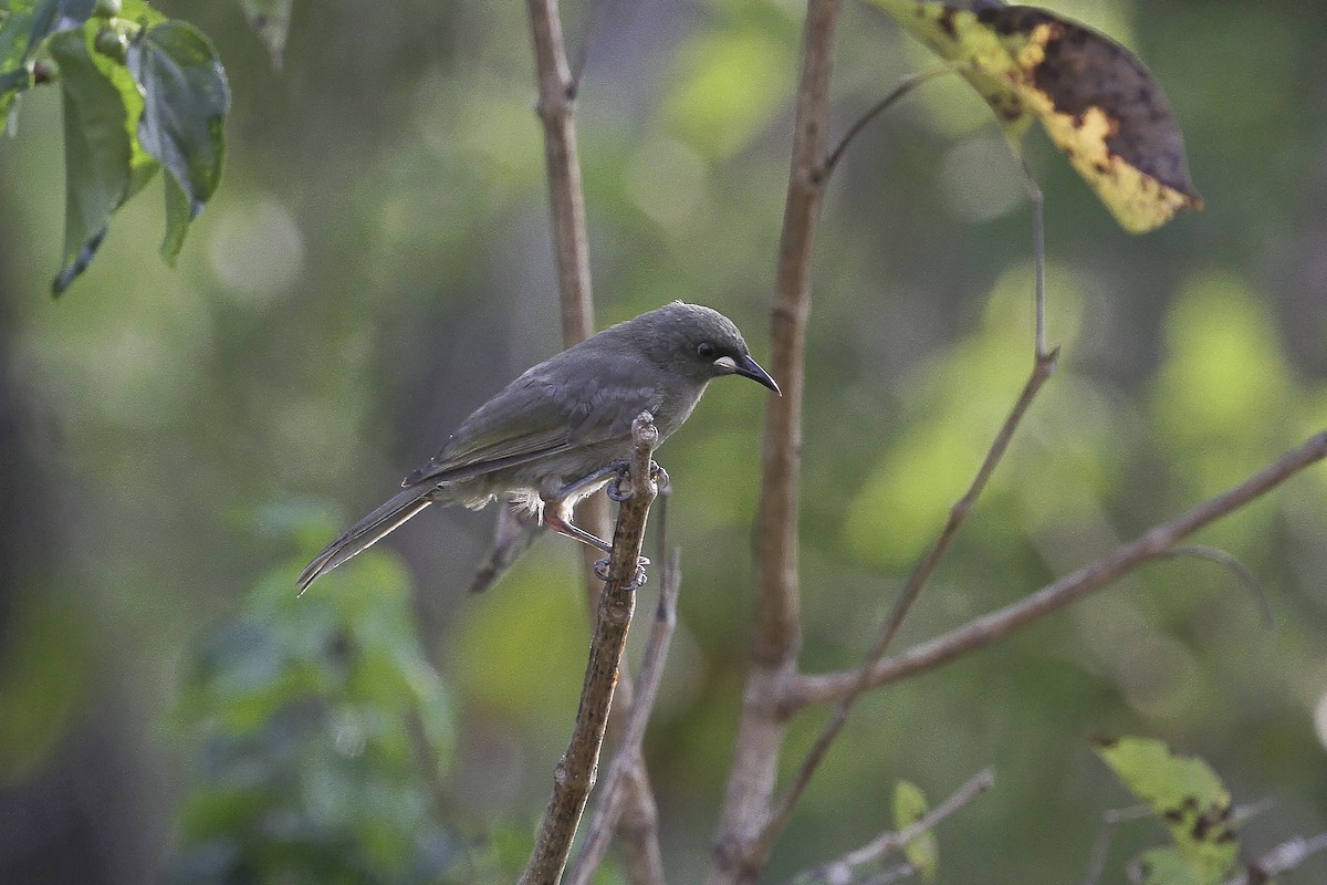 White-gaped Honeyeater - ML647884371