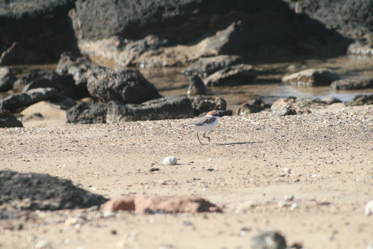 Txirritxo hankabeltza - ML647884374