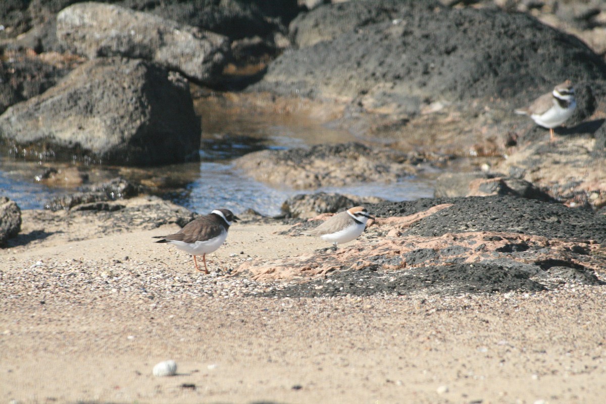 Txirritxo hankabeltza - ML647884375