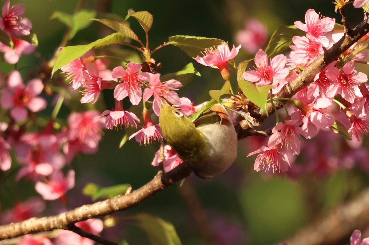 Chestnut-flanked White-eye - ML647884376