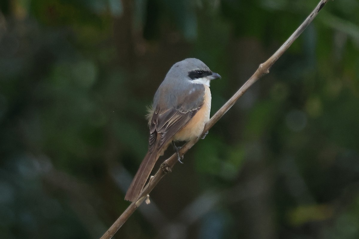 Gray-backed Shrike - ML647884377