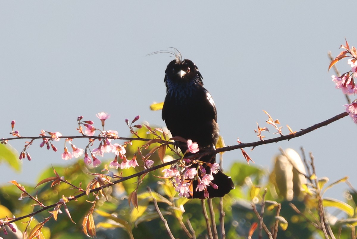Hair-crested Drongo (Hair-crested) - ML647884378