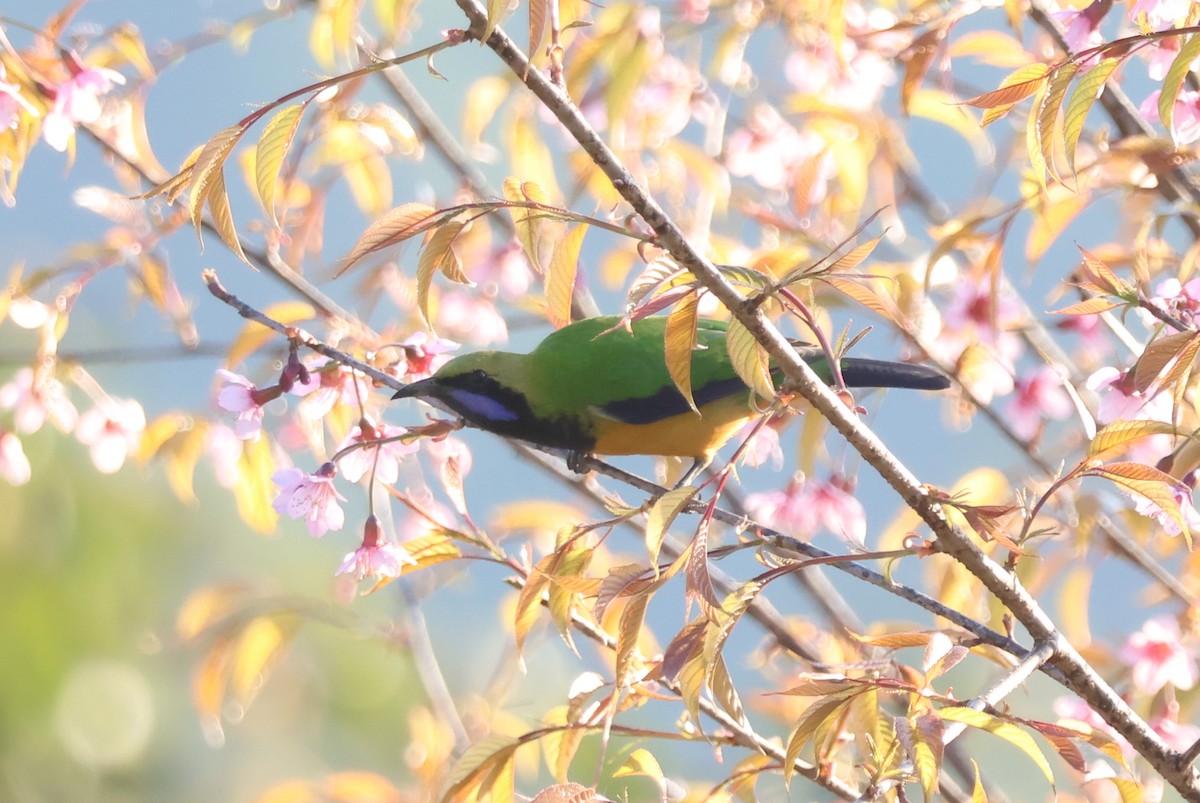 Orange-bellied Leafbird (Orange-bellied) - ML647884379