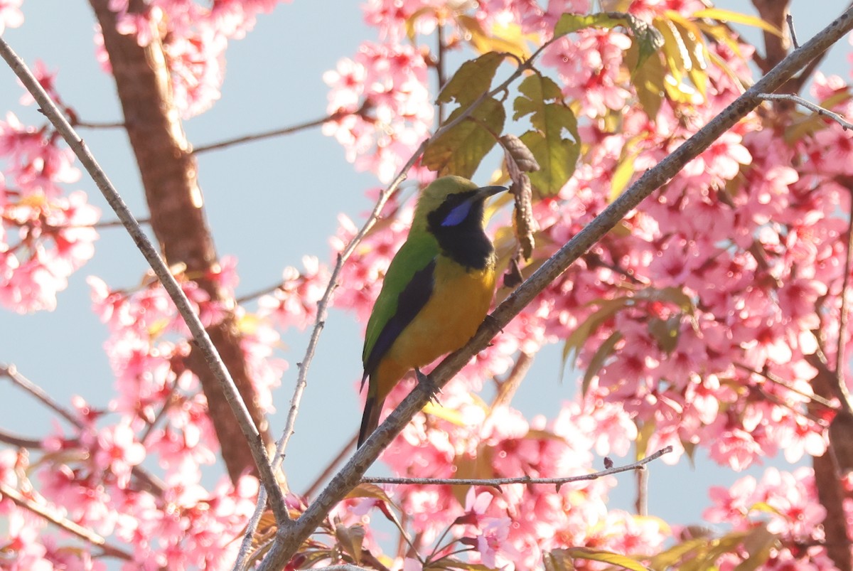 Orange-bellied Leafbird (Orange-bellied) - ML647884380