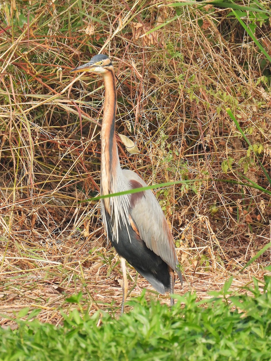 Koartza gorria - ML647884381