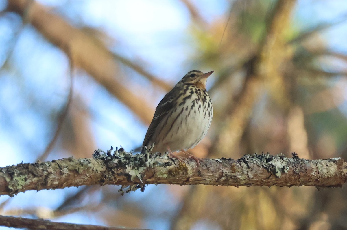 Hodgson txirta - ML647884382