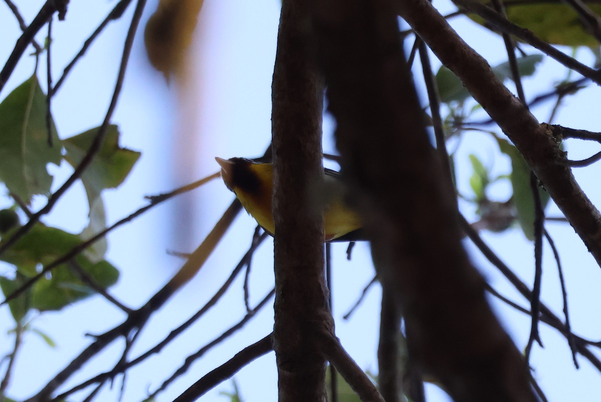 Clicking Shrike-Babbler (Clicking) - ML647884383