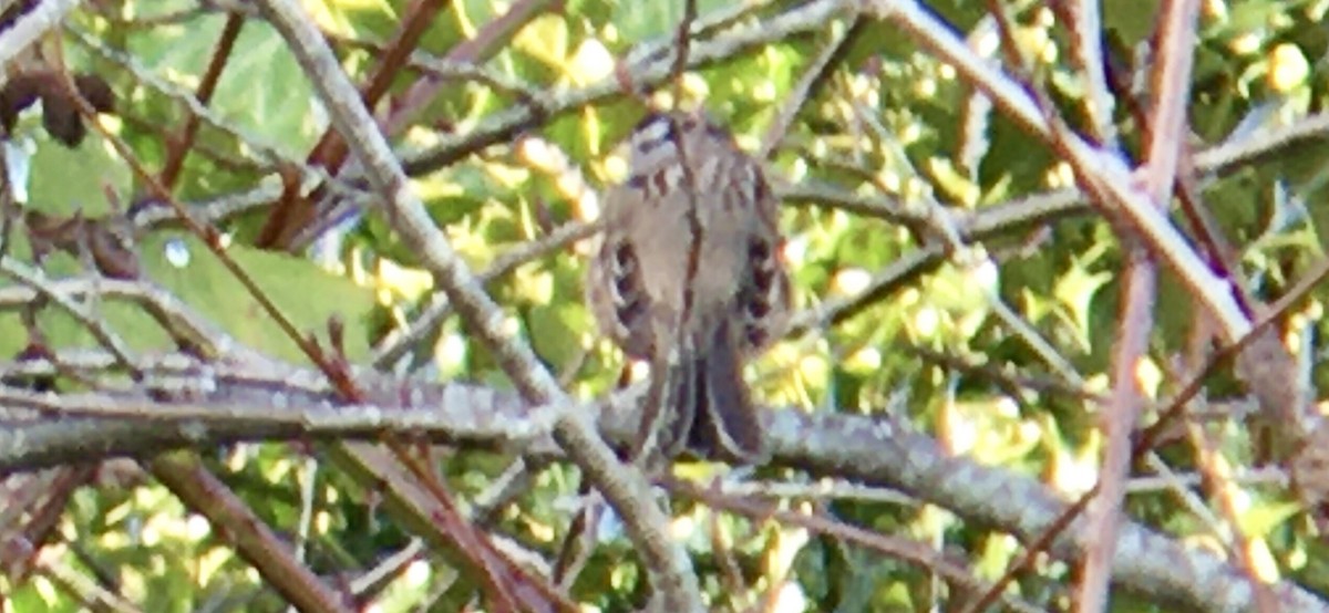 White-crowned Sparrow - ML647884384