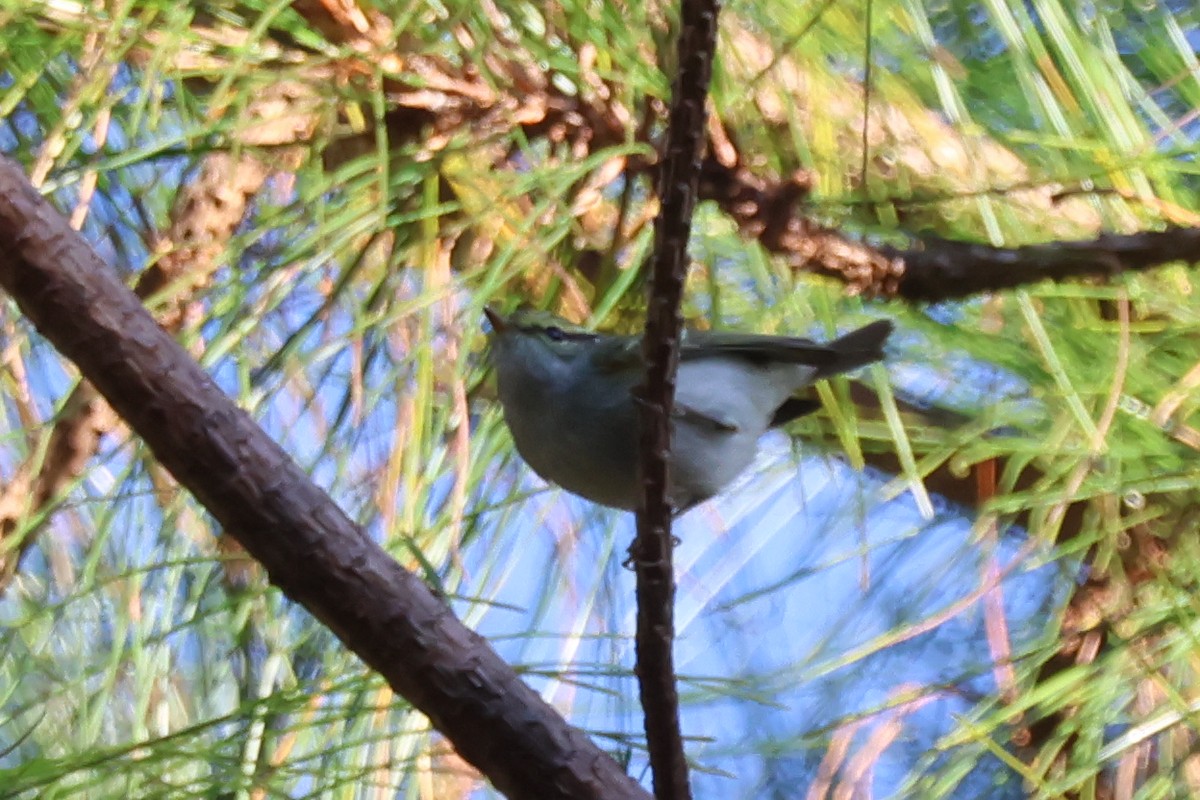 Txio erregetxoa - ML647884385