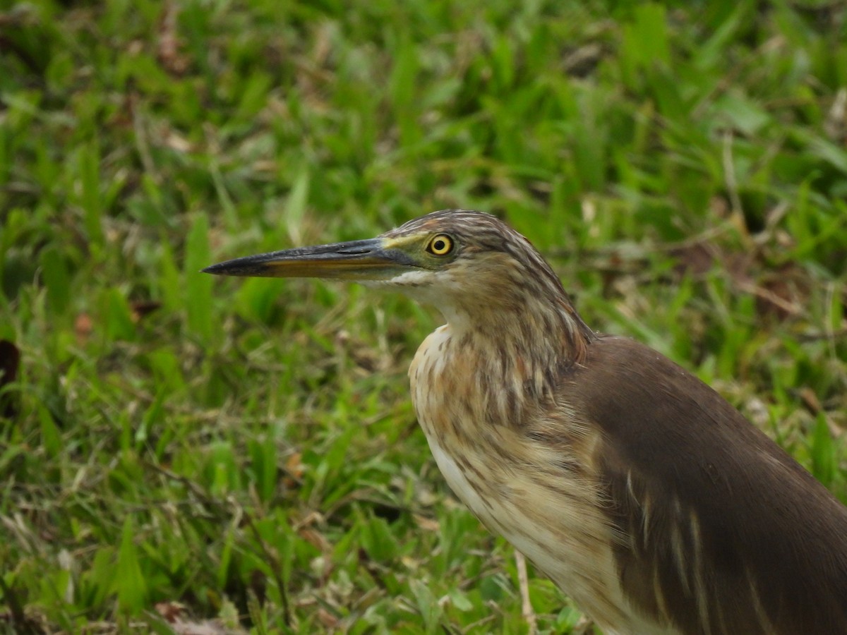 pond-heron sp. - ML647884387