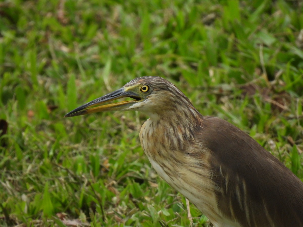 pond-heron sp. - ML647884388