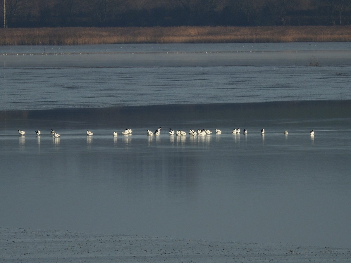 Abozeta kaskabeltza - ML647884389