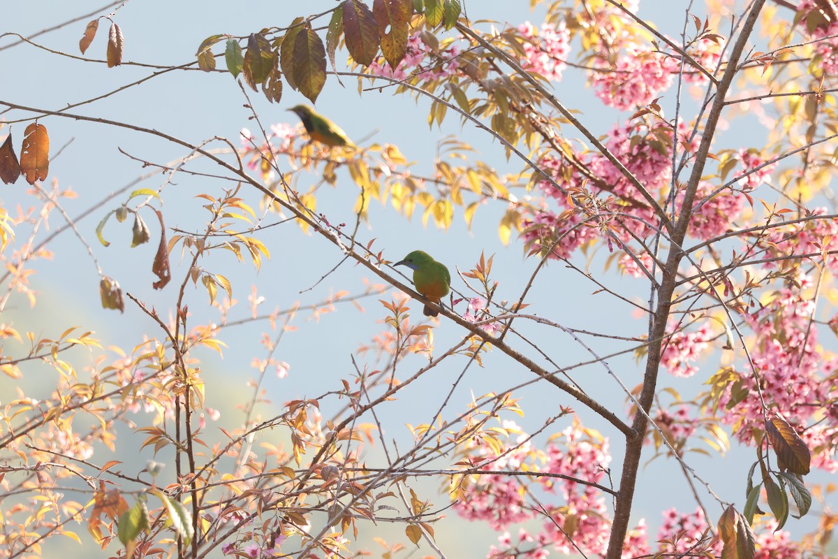 Orange-bellied Leafbird (Orange-bellied) - ML647884390