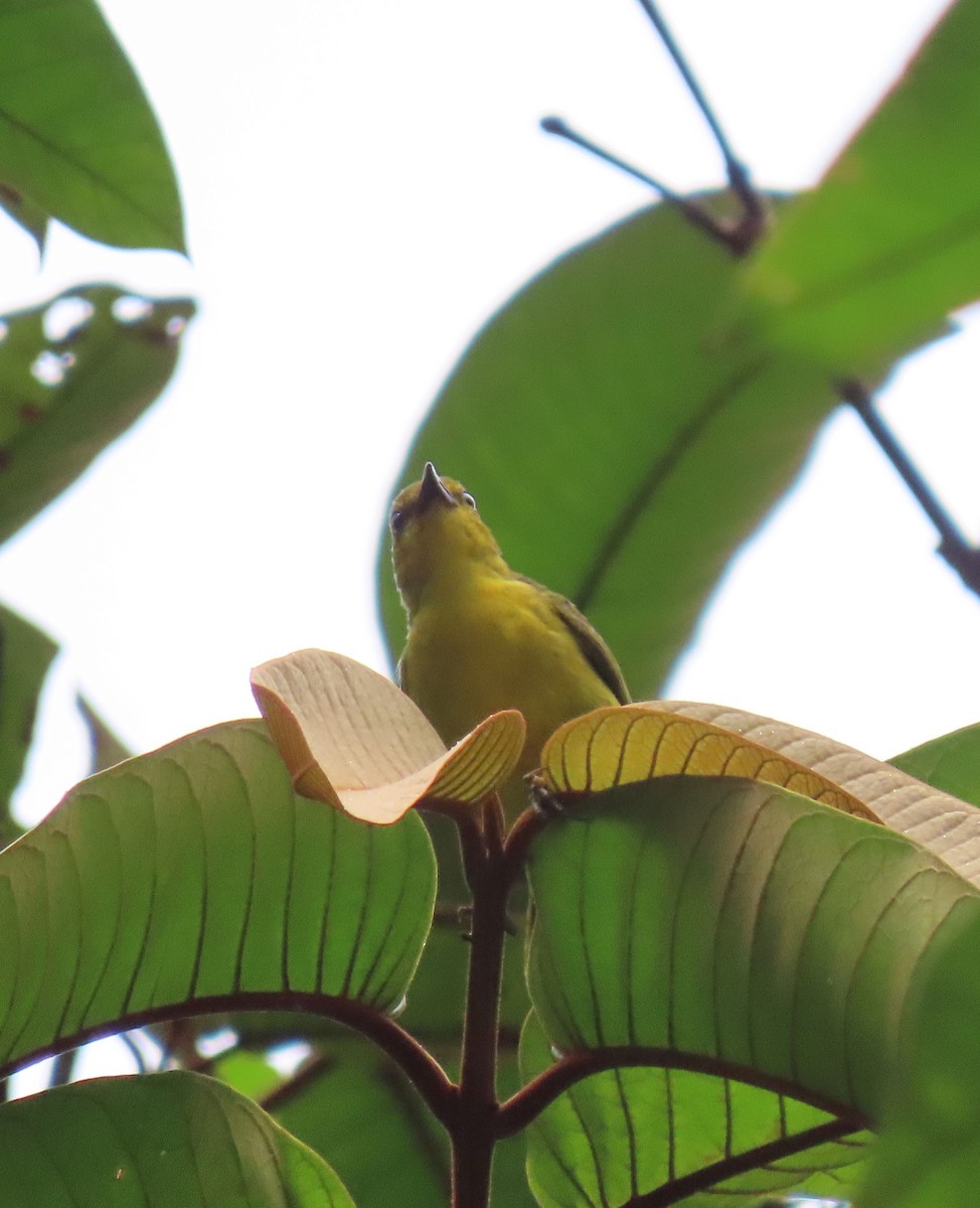 Black-and-yellow Tanager - ML647884391