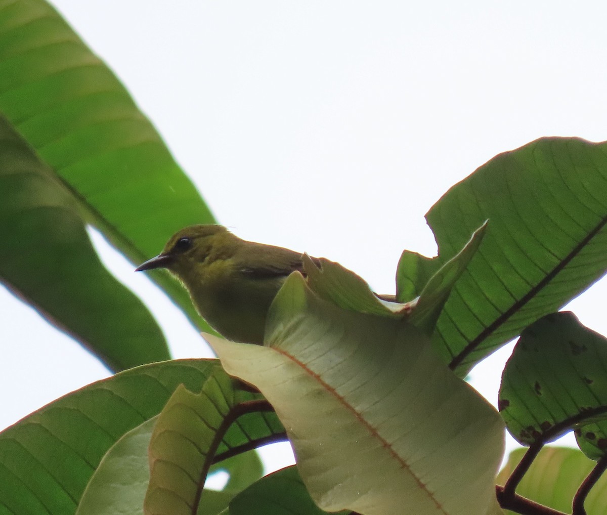 Black-and-yellow Tanager - ML647884392