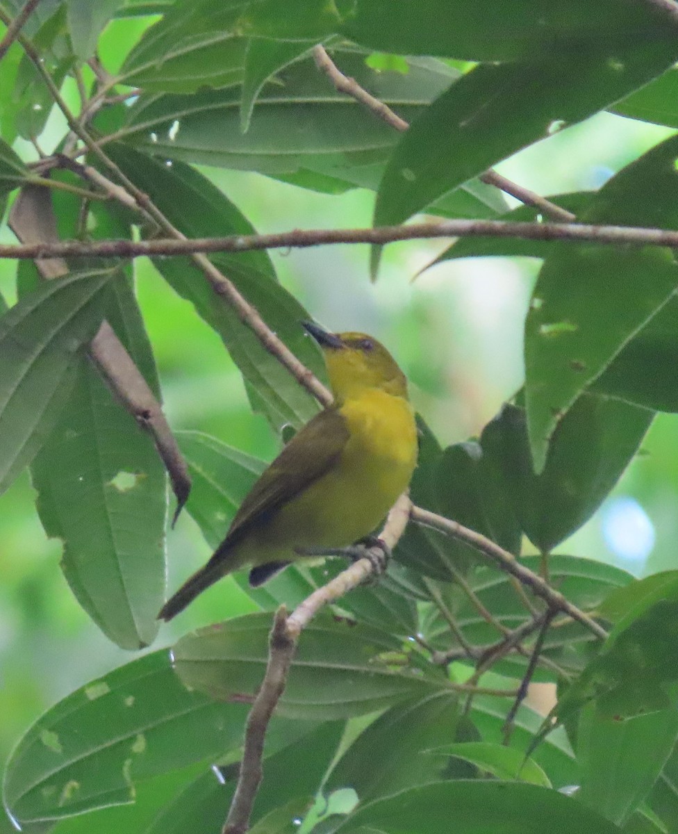Black-and-yellow Tanager - ML647884393