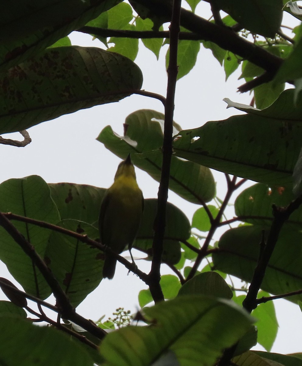 Black-and-yellow Tanager - ML647884394